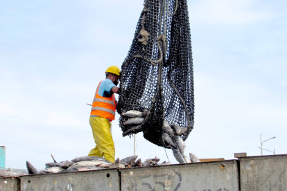 Labor.- Una persona descarga la pesca en un camión para llevarla a la industria.