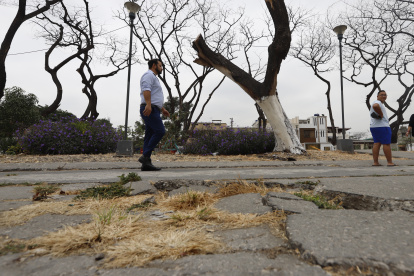 Las ramas de los árboles han levantado el pavimento de las peatonales de varias manzanas. Hay el temor que afecte a las casas.