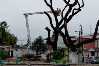 Maquinarias del Municipio procedió a cortar las ramas secas de árboles que hay en un parque de Guayacanes.