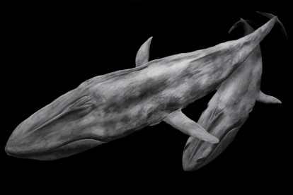 Reproducción de la fotografía "Living Legacy", de Mathias Horne, cedida por Ocean Image Bank.