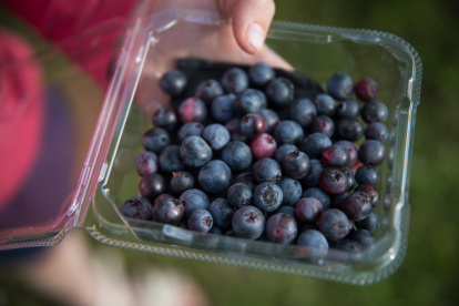 Venta. La exportación de arándanos aumentó para el 2021.