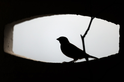 En la imagen de archivo, un gorrión se asoma al hueco de una celosía durante uno de los primeros días de la primavera.