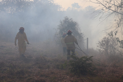 Se desconoce hasta el momento las afectaciones a la vegetación del sector.