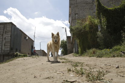 Fauna. En Quito hay alrededor de un millón de perros callejeros.