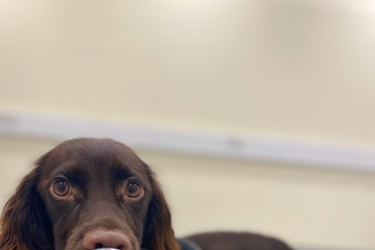 Estudio. Un perro olfatea el aliento y muestra de sudor de una persona.