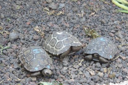 Fauna. Imagen referencial de tortugas terrestres.