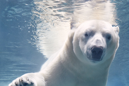Los osos polares son buenos nadadores, pero nadar grandes distancias en mar abierto es agotador y puede resultar fatal.