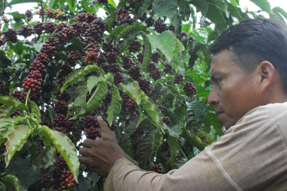 Cultivo.- Un agricultor trabaja en la cosecha del café.