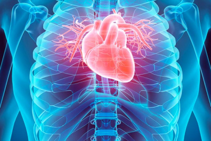 Imagen archivo corazón humano