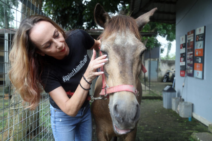 Karin Franken, cofundadora de Jakarta Animal Aid Network/JAAN, revisa el ojo de un caballo de carruaje llamado Chester en el refugio JAAN en Bogor, Indonesia, el 4 de octubre de 2022.