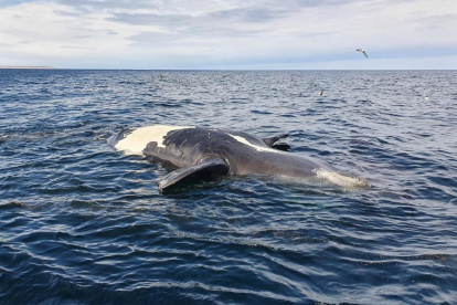 Fotografía sin fecha específica de toma, cedida hoy por el Gobierno de la provincia de Chubut que muestra a una ballena mientras es llevada a la costa tras aparecer sin vida en aguas de Argentina.