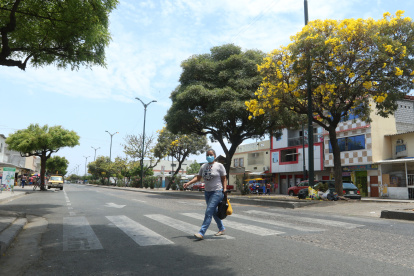 Los árboles de guayacán son una de las especies que se analizan como emblema de la ciudad.