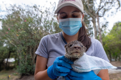 Auxilio. El animal fue hallado por funcionarios del Ministerio del Ambiente.