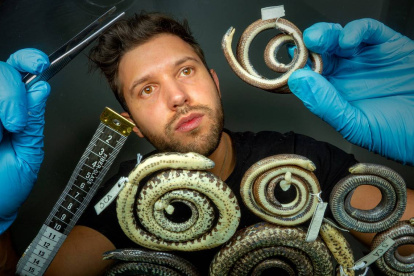 Investigación. Alejandro Arteaga examina el holotipo del descubrimiento de "Atractus".