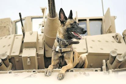 Tomar en cuenta. Que un perro ladre o sea bullicioso no lo hace idóneo para enfrentarse a situaciones riesgosas.