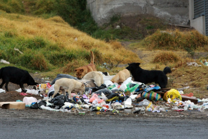 Problema. En la ciudad hay un alto índice de abandono de animales de compañía.