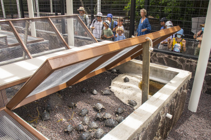 Isabela. Centro de crianza de tortugas, del Parque Nacional Galápagos.
