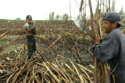 Cosecha.- Agricultores trabajan en la zafra de la caña de azúcar.
