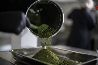 Trabajadores cultivan plantas para producir cannabis medicinal en una de las mayores plantaciones de cannabis, el 20 de septiembre de 2022, en Paty do Alferes (Brasil).