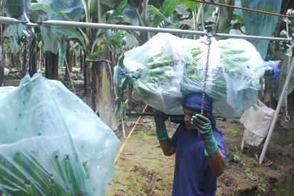 Hacienda. El trabajo que se hace en una finca de banano de exportación.