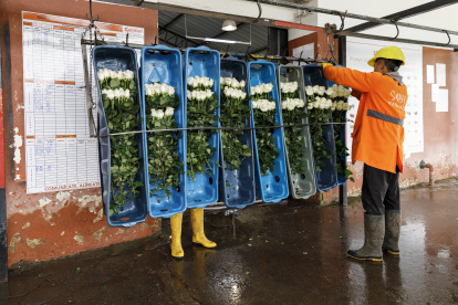 Cientos de trabajadores se encargan del proceso de las rosas de esta empresa.