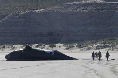 Fotografía del Instituto de Conservación de Ballenas que muestra a unos investigadores que trabajan en una ballena muerta a principios de octubre de 2022,  en una playa de la Península Valdés, provincia Chubut, Argentina.