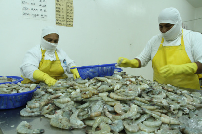 Producción. Dos trabajadores alistan los camarones para empacarlos.