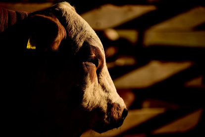La ganadería responde por el 91,6 % de las emisiones del sector y sus principales protagonistas son las vacas. Fotografía de archivo.