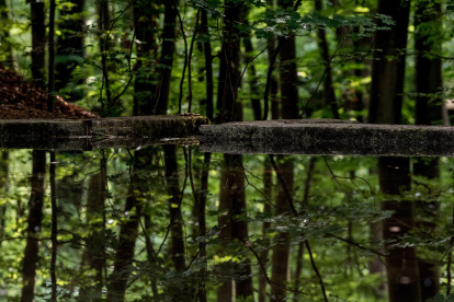 Fotografía de archivo de la vista de árboles reflejados en un estanque en el bosque Heide de Dresde (Alemania). EFE/Filip Singer