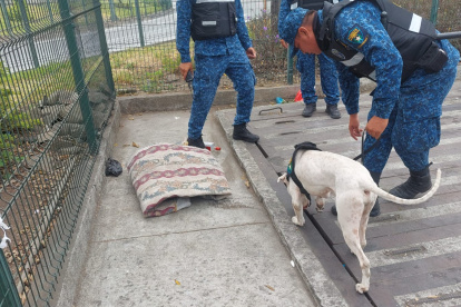 Hecho. Canes participaron en el operativo.