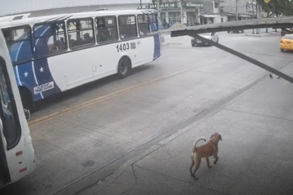 En el video se observa como el bus detiene su marcha para permitir al perrito bajarse.