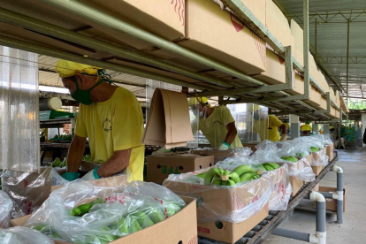 El banano está entre la oferta tradicional con mayor decrecimiento este año (7%).