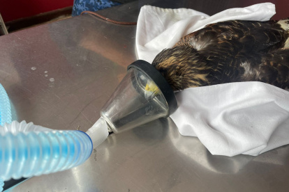 Antes de su fallecimiento se hizo todo lo posible por salvar al Gavilán