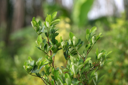 Aspecto de una planta de coca. Foto de archivo.