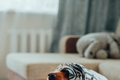 Atención. Conocer las situaciones que desencadenan estrés o ansiedad en las mascotas resulta vital para evitarle posibles consecuencias.