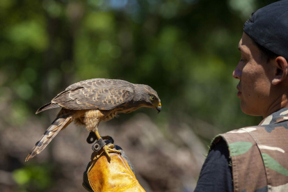 Nandaime (Nicaragua). Ronald Flores realiza una demostración de cómo entrena a su gavilán que utiliza para cuidar sus cultivos, el 19 de octubre de 2022.