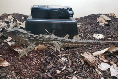 Las tuátaras, endémicas de las islas de Nueva Zelanda, también se comunican acústicamente.