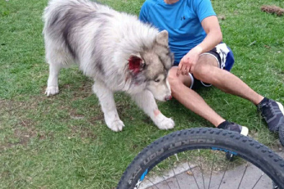 Un can mordió a otro y su dueño reaccionó golpeando al primero