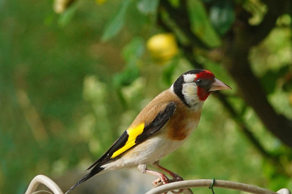 Pájaro de hermoso plumaje y cántico