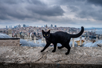 Un prejuicio. Los felinos de pelaje oscuro, pues son poco adoptados debido a falsas creencias que los relacionan con “la mala suerte”.