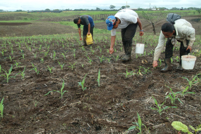 Semillas ilegales afectan la calidad y productividad de algunos cultivos.