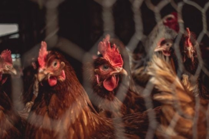 La medida implica también la prohibición de cualquier concentración de aves.