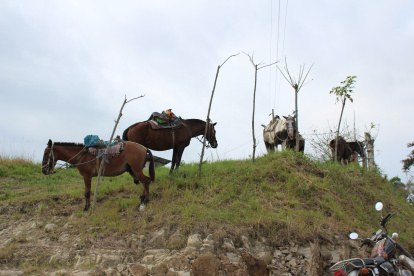 Parqueadero. Los vecinos de algunos recintos han dispuesto sitios estratégicos para amarrar a sus animales.