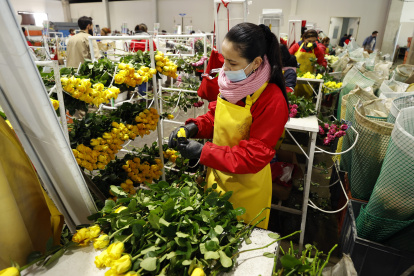 ACOMPAÑA CRÓNICA: COLOMBIA SAN VALENTÍN - BOG610. NEMOCÓN (COLOMBIA), 11/02/2022.- Una mujer empaca flores para San Valentín ayer, en la empresa El Redil, ubicada en Nemocón (Colombia). Un sector del campo colombiano en el que predomina la mano de obra femenina resistió a la pandemia y, con la premisa de exportar "emociones" a más de cien países, especialmente para San Valentín, ha florecido hasta alcanzar cifras récord de ventas. Según datos de la Asociación Colombiana de Exportadores de Flores (Asocolflores), entre enero y noviembre del año pasado se incrementó en un 17 % el envío de flores al extranjero, lo que se traduce en 1.544 millones de dólares. EFE/ Mauricio Dueñas Castañeda