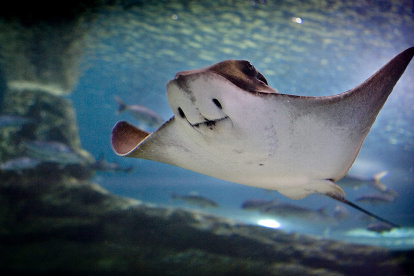 Una manta raya, en una fotografía de archivo.