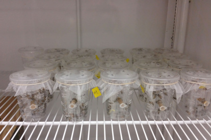 Abejas criadas en laboratorio para realizar el estudio. EFE/Anthony Nearman/UMD