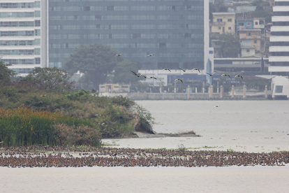 1. Río Guayas. Miles de patos silbadores ventrinegros migraron al islote de Palmar. Las aves constantemente llegan hasta el aeropuerto
