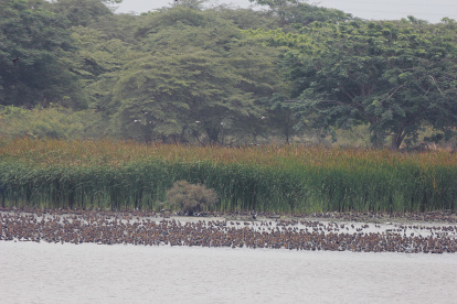 Miles de aves están en la zona del islote Palmar