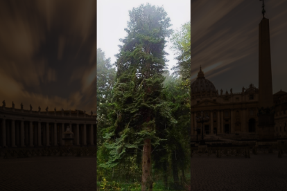 el imponente ultracentenario abeto blanco destinado al papa Francisco