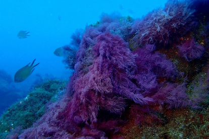 Menos de un año después del final de la erupción del volcán de La Palma, la parte sumergida de los dos nuevos deltas lávicos presentan una cobertura muy elevada de algas, según ha comprobado un equipo del Instituto Español de Oceanografía (IEO). EFE/IEO-CSIC SOLO USO EDITORIAL/SOLO DISPONIBLE PARA ILUSTRAR LA NOTICIA QUE ACOMPAÑA (CRÉDITO OBLIGATORIO) ag-periodistas